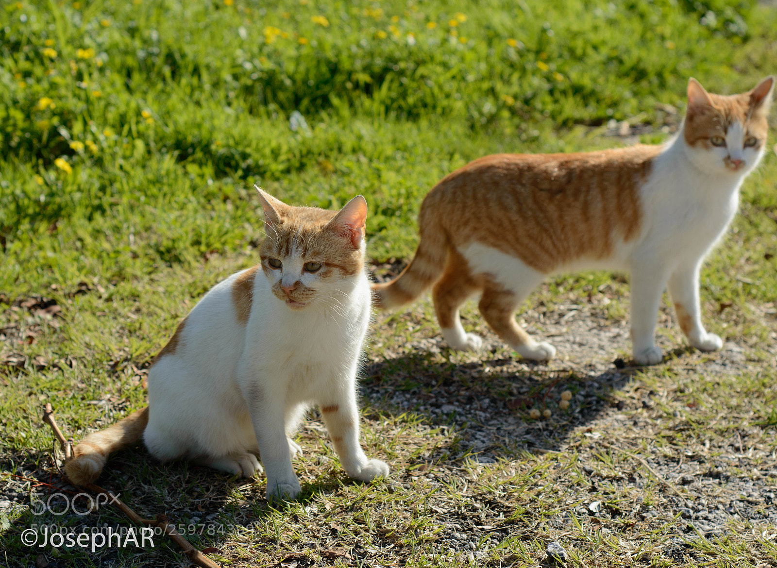 Nikon D3200 sample photo. My cats photography