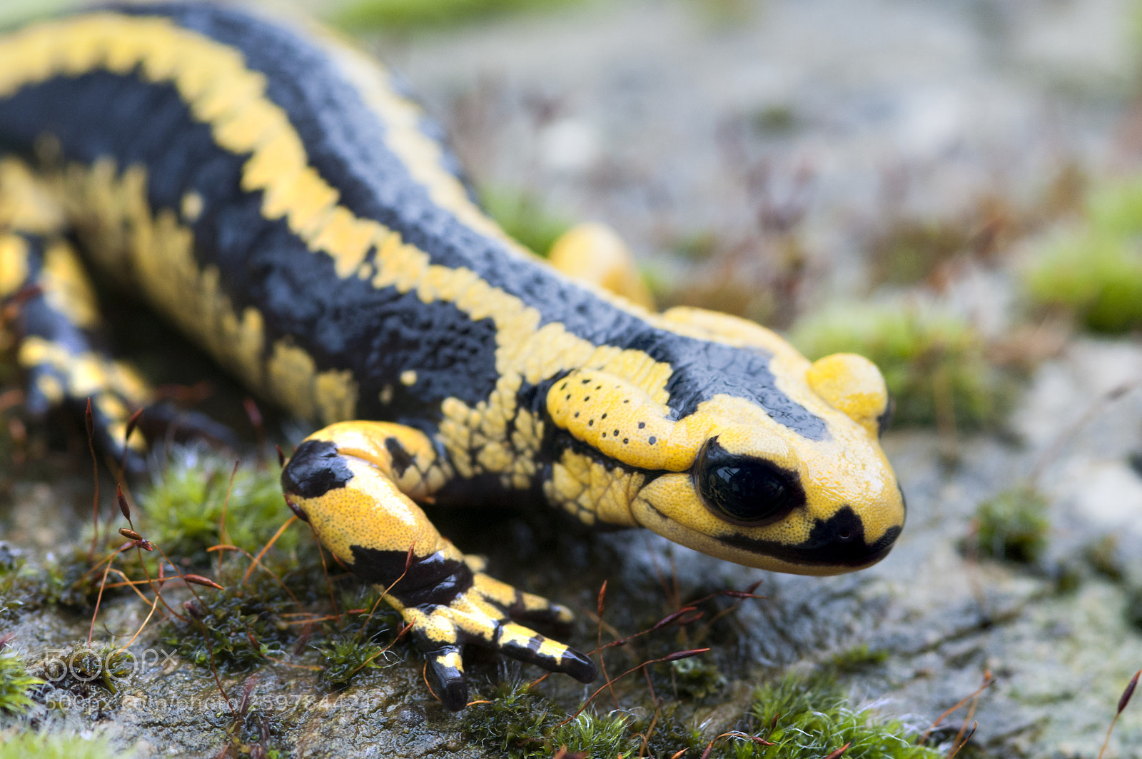 Nikon D300S sample photo. Salamandra salamandra photography