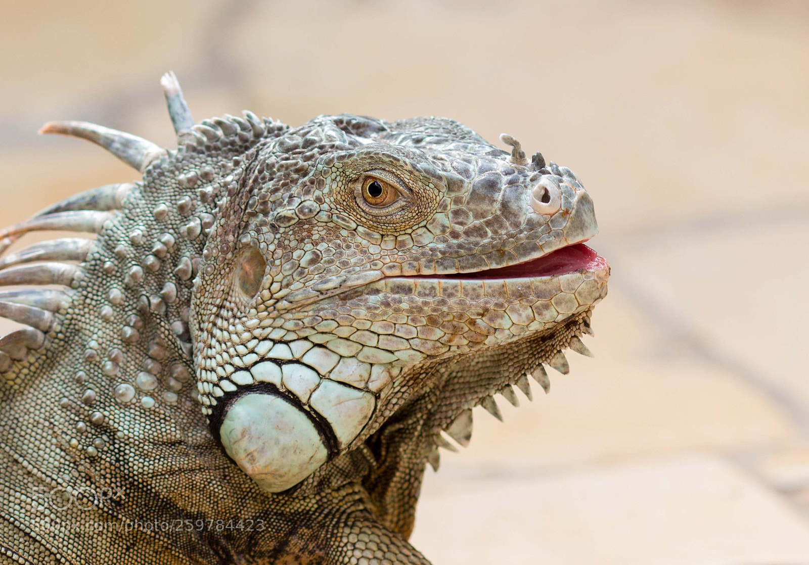 Canon EOS 700D (EOS Rebel T5i / EOS Kiss X7i) sample photo. Iguana portrait photography