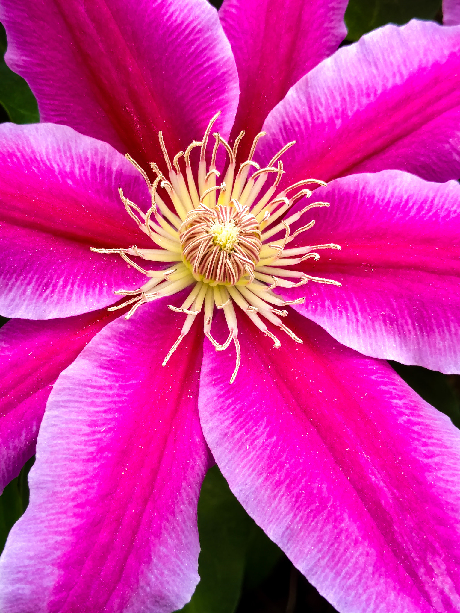 Motorola DROID Turbo 2 sample photo. Bright pink flower photography