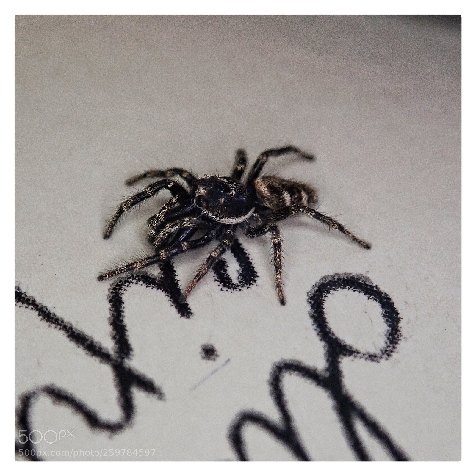 Olympus TG-5 sample photo. Spidery writing photography