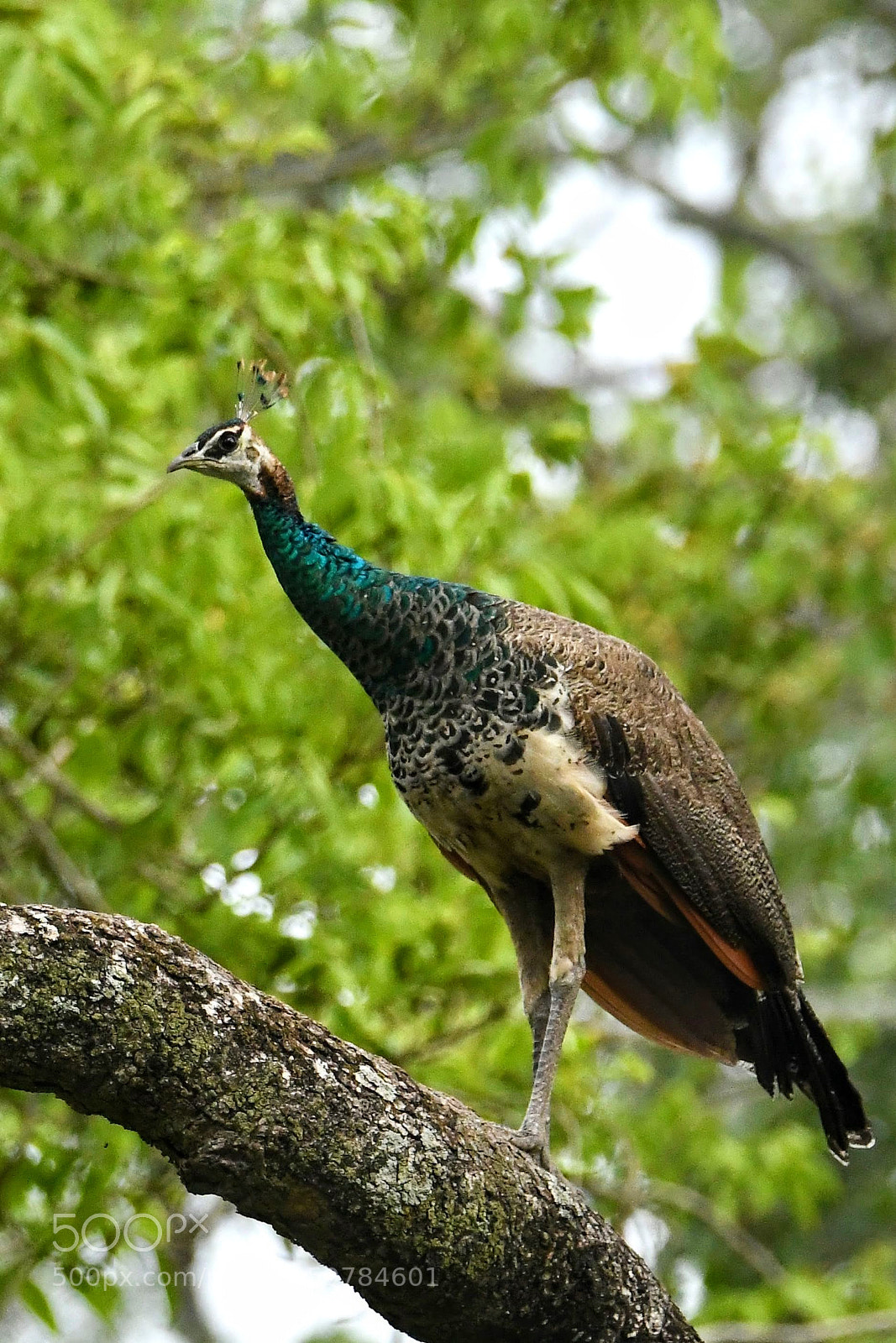 Nikon D850 sample photo. Queen perched high... photography