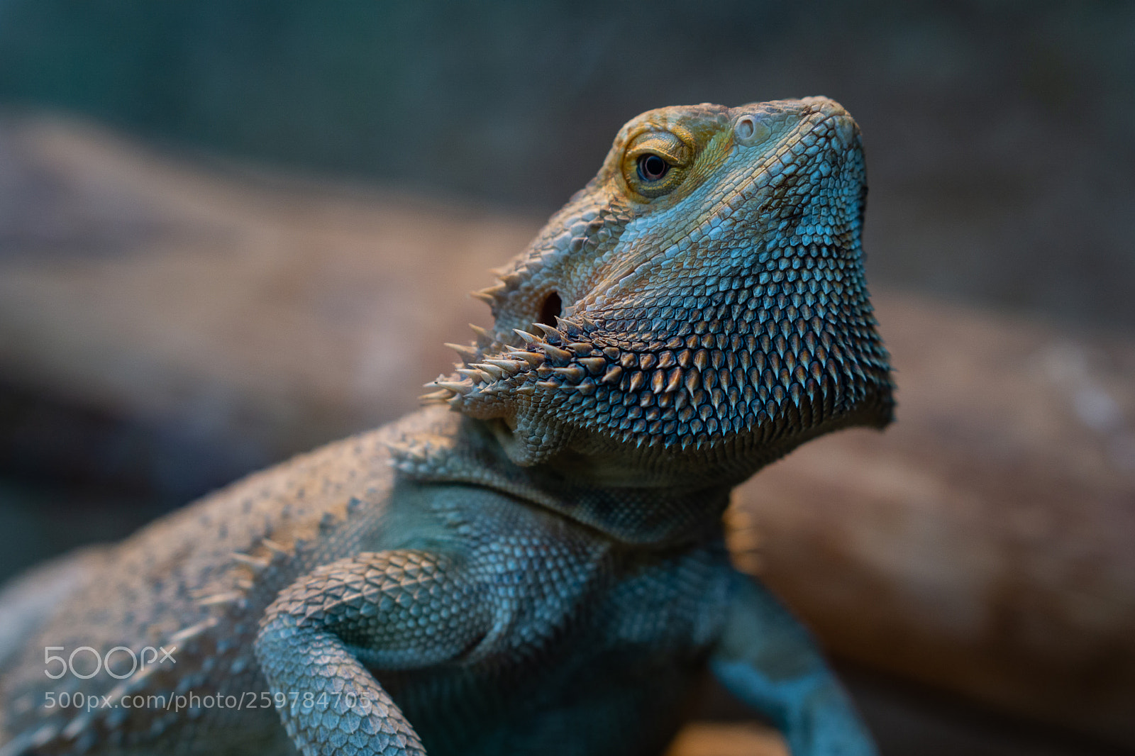 Sony a6000 sample photo. Bearded dragon photography