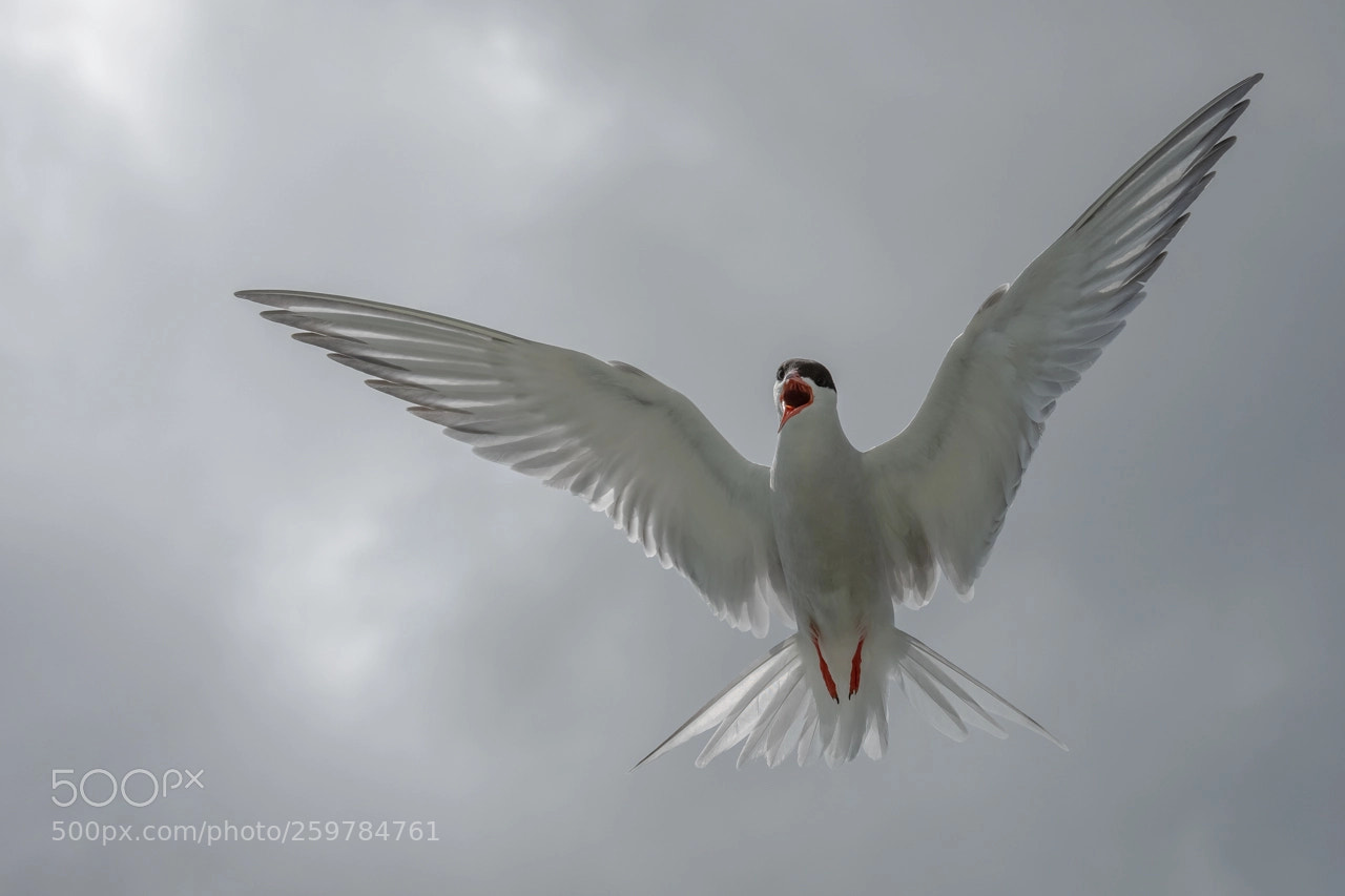 Nikon D500 sample photo. Sterne pierregarin en vol photography