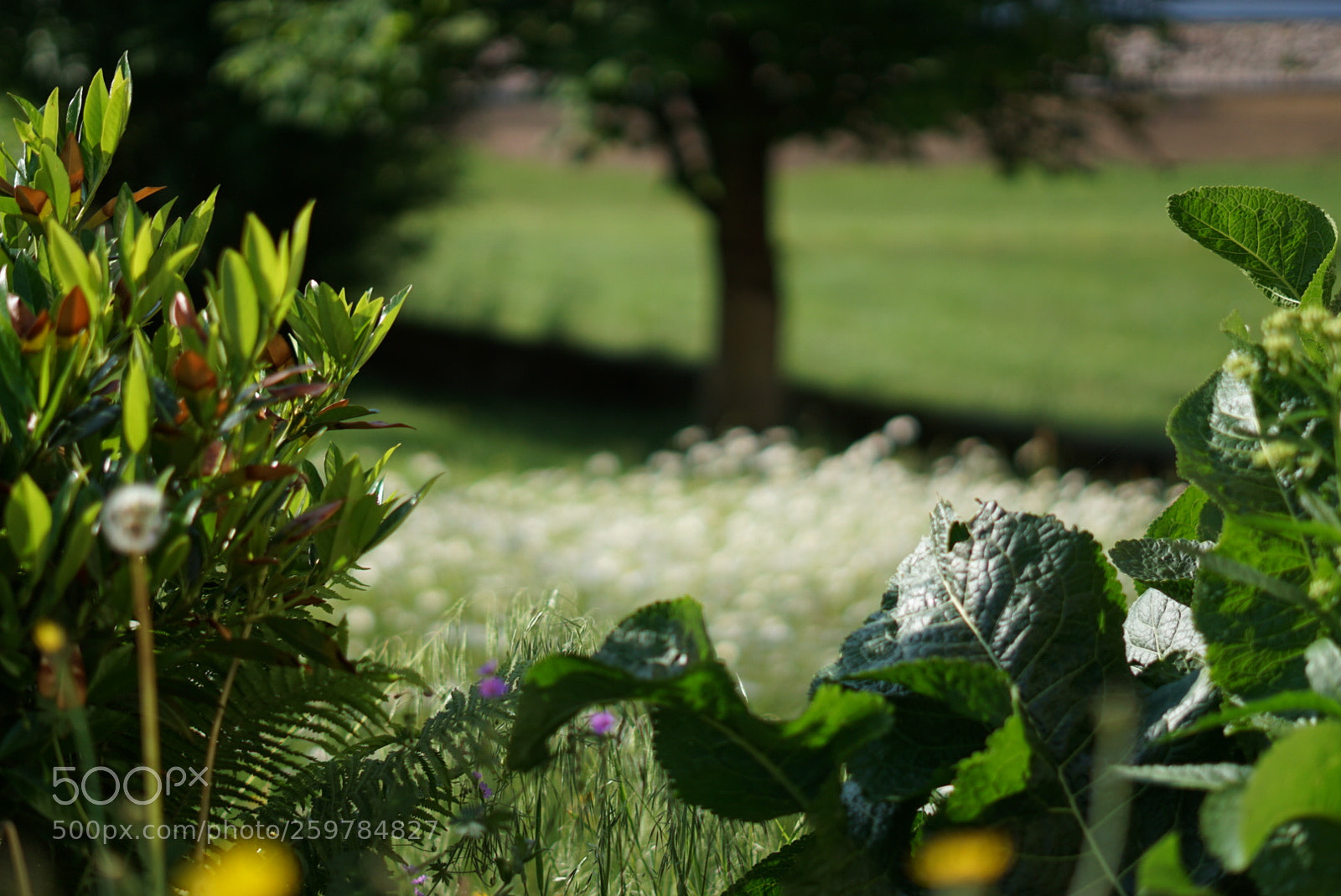 Sony a6000 sample photo. The summer has arrived photography