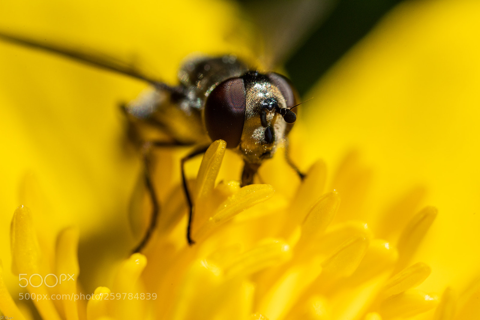 Canon EOS 5D Mark IV sample photo. Syrphidae photography