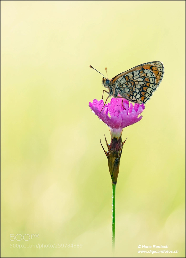 Nikon D850 sample photo. Scheckenfalter photography