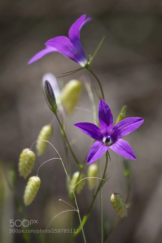 Canon EOS 60D sample photo. Img photography