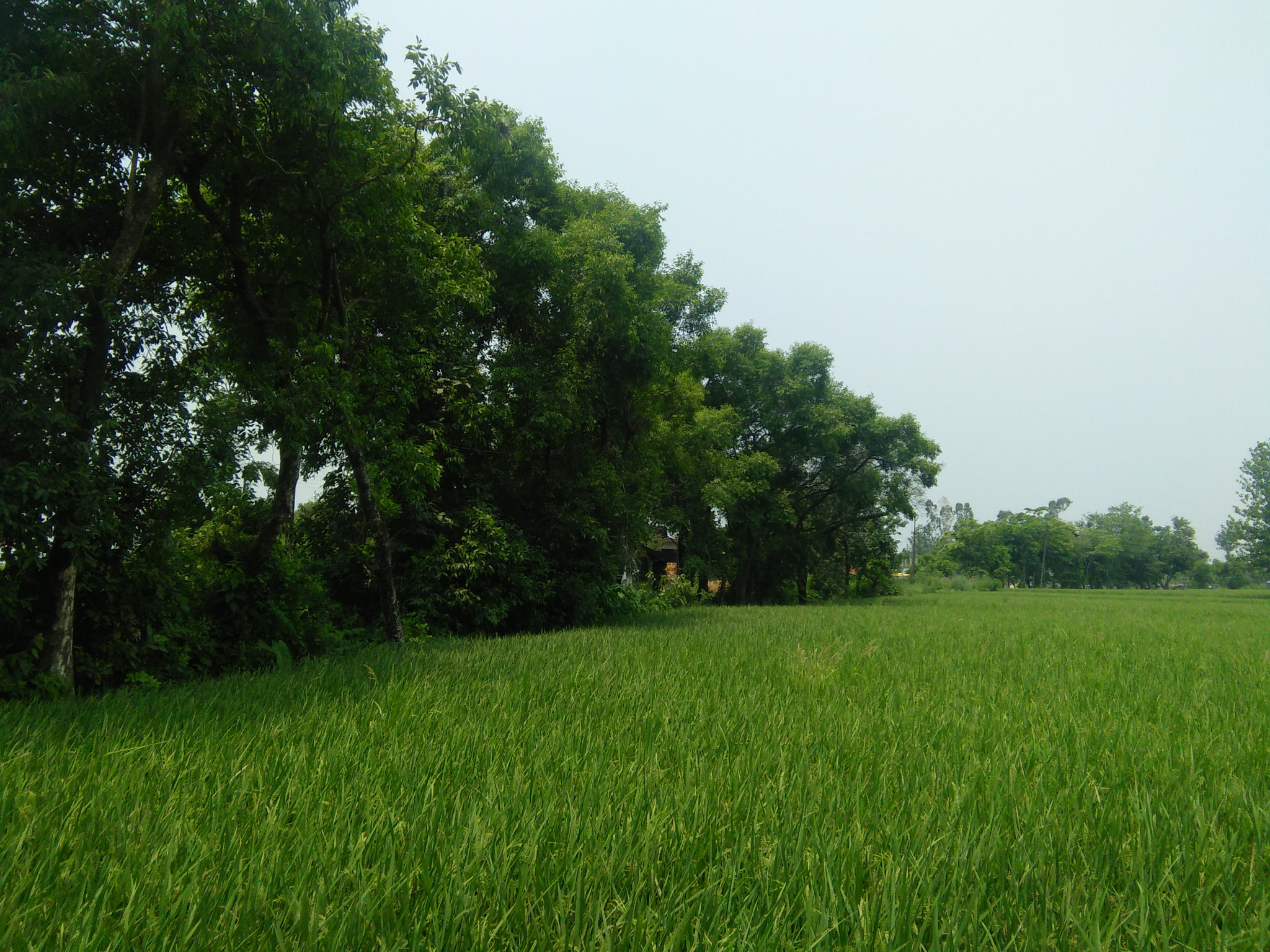 OPPO A33f sample photo