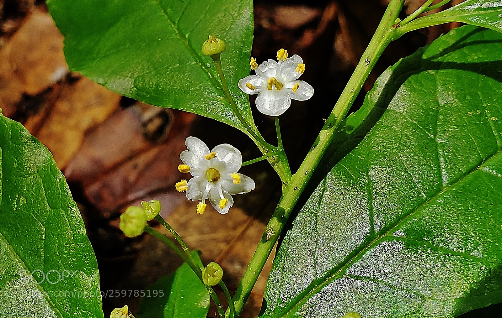 Samsung Galaxy S9+ sample photo. Winterberry flowers 2018 photography