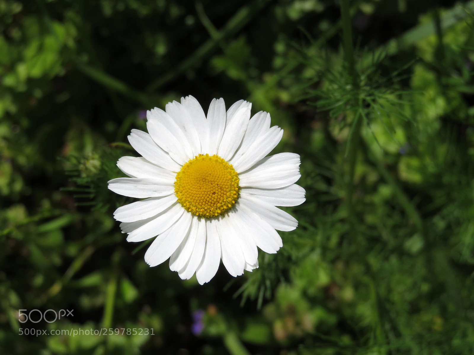 Canon PowerShot SX720 HS sample photo. Sunny day photography