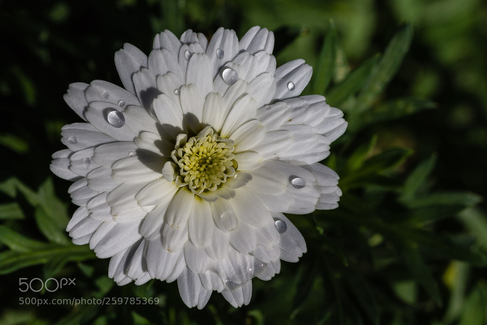 Canon EOS 60D sample photo. Scabiosa sp photography