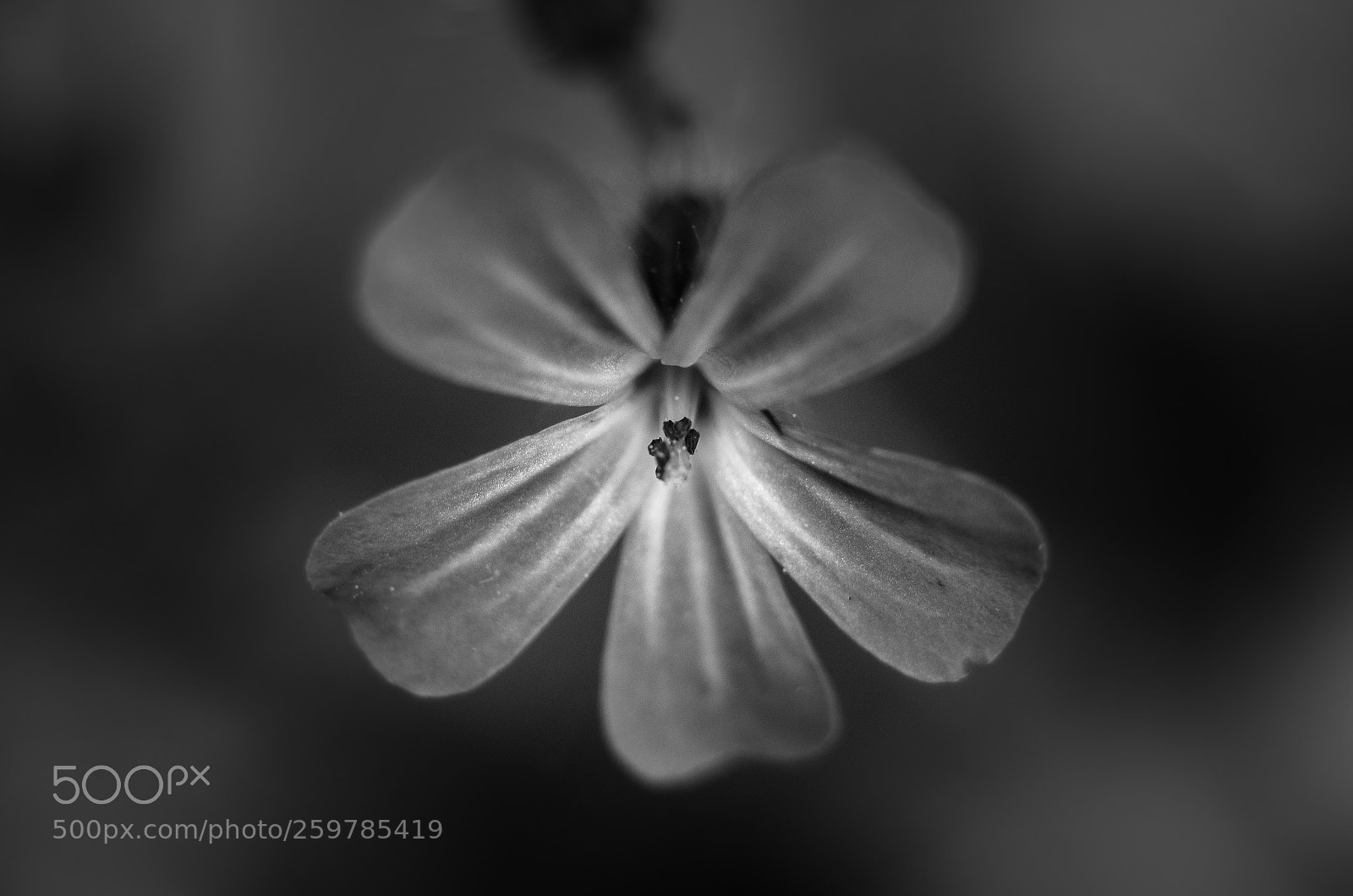Nikon D7000 sample photo. Dark flower photography