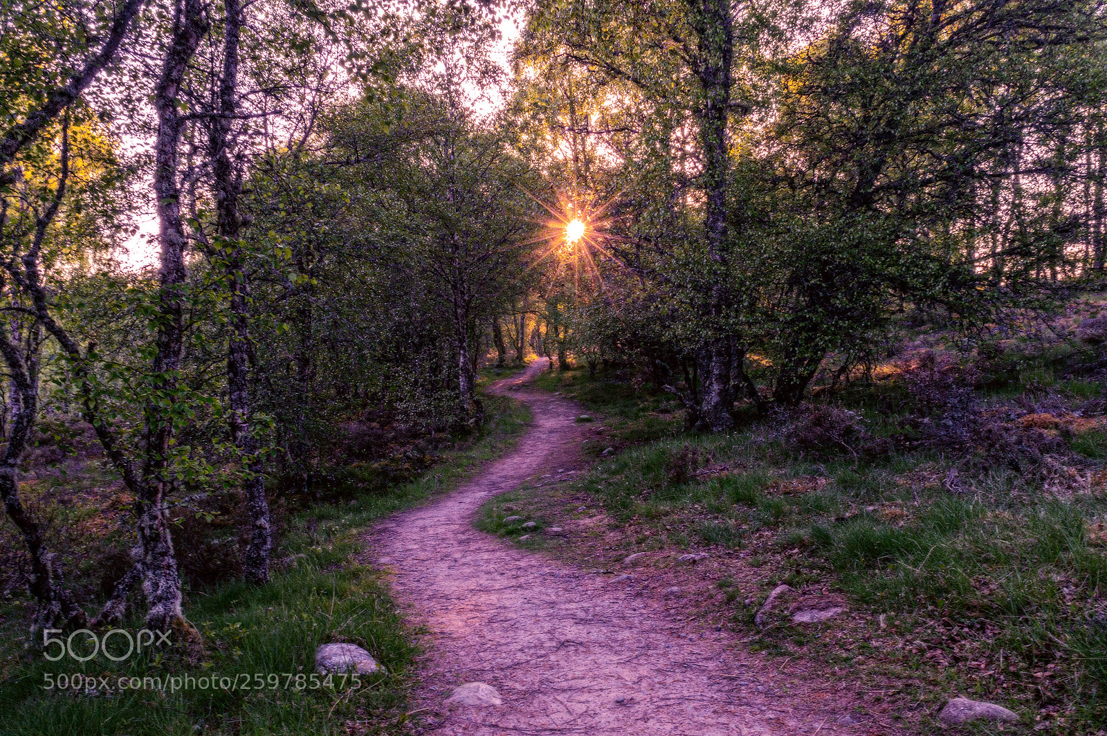 Nikon D3200 sample photo. The road to faery photography