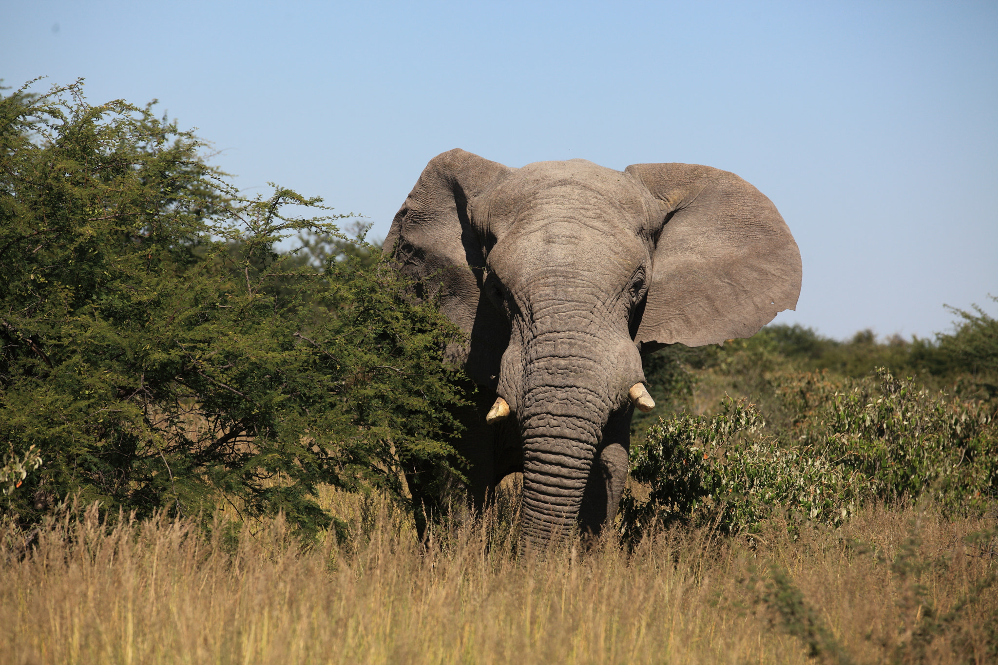 Canon EOS 5D Mark II sample photo. Old elephant photography