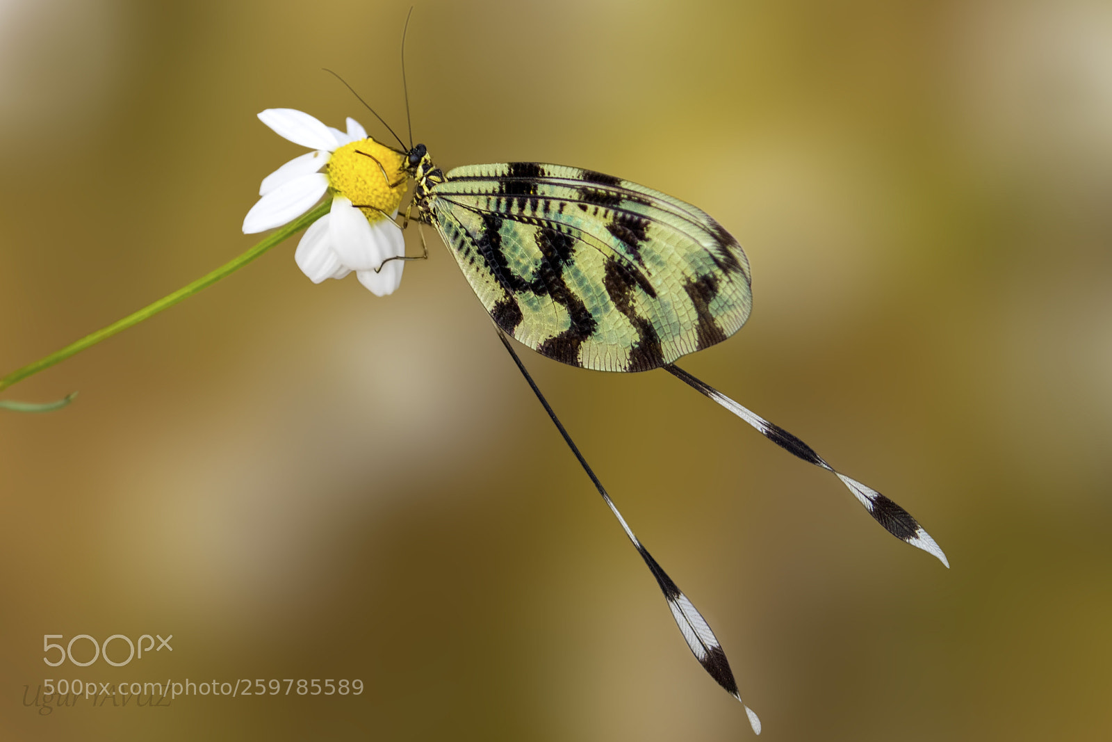 Canon EOS 7D Mark II sample photo. Kite beetle photography