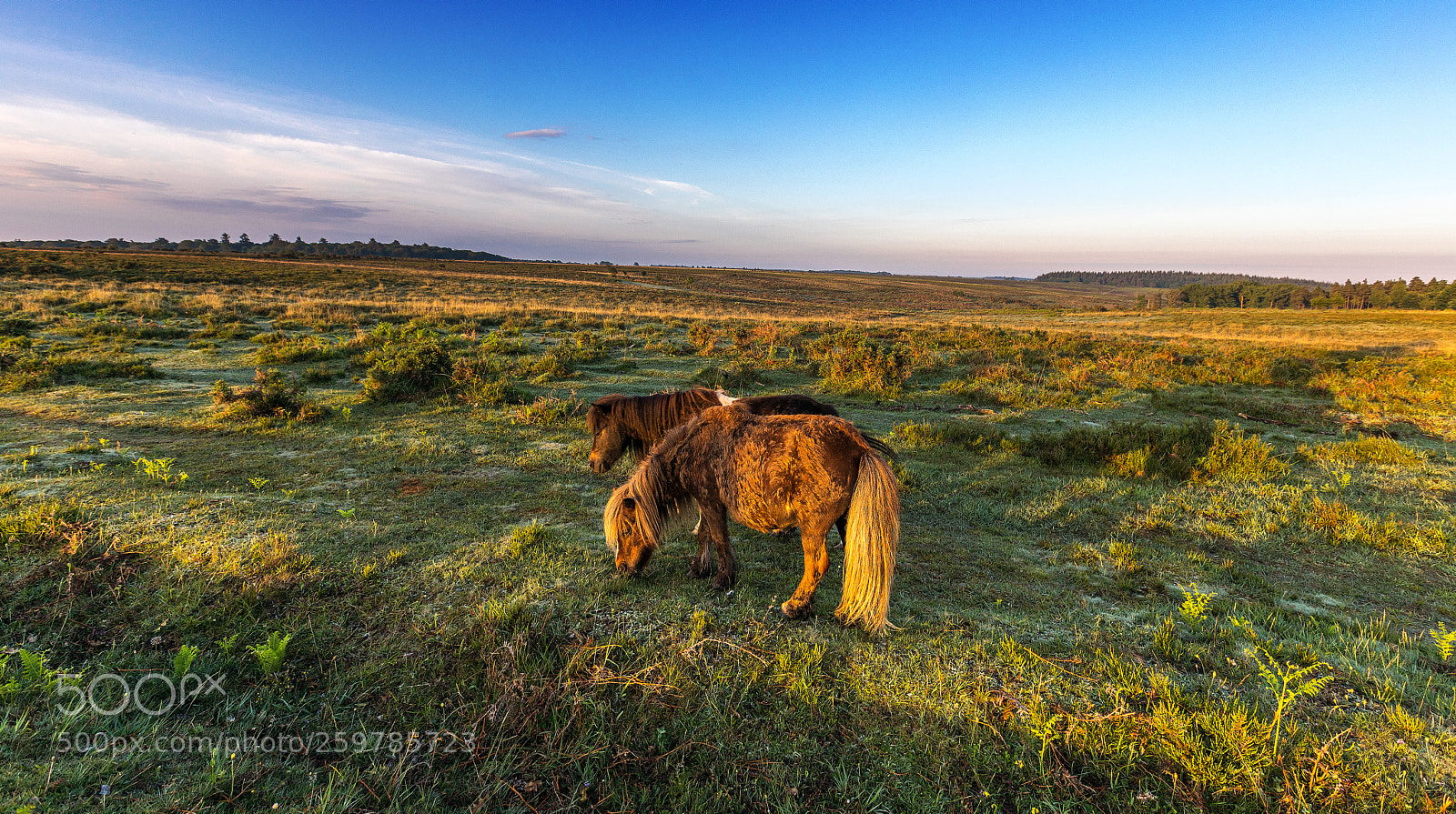 Canon EOS 5D Mark IV sample photo. Shetland pair photography