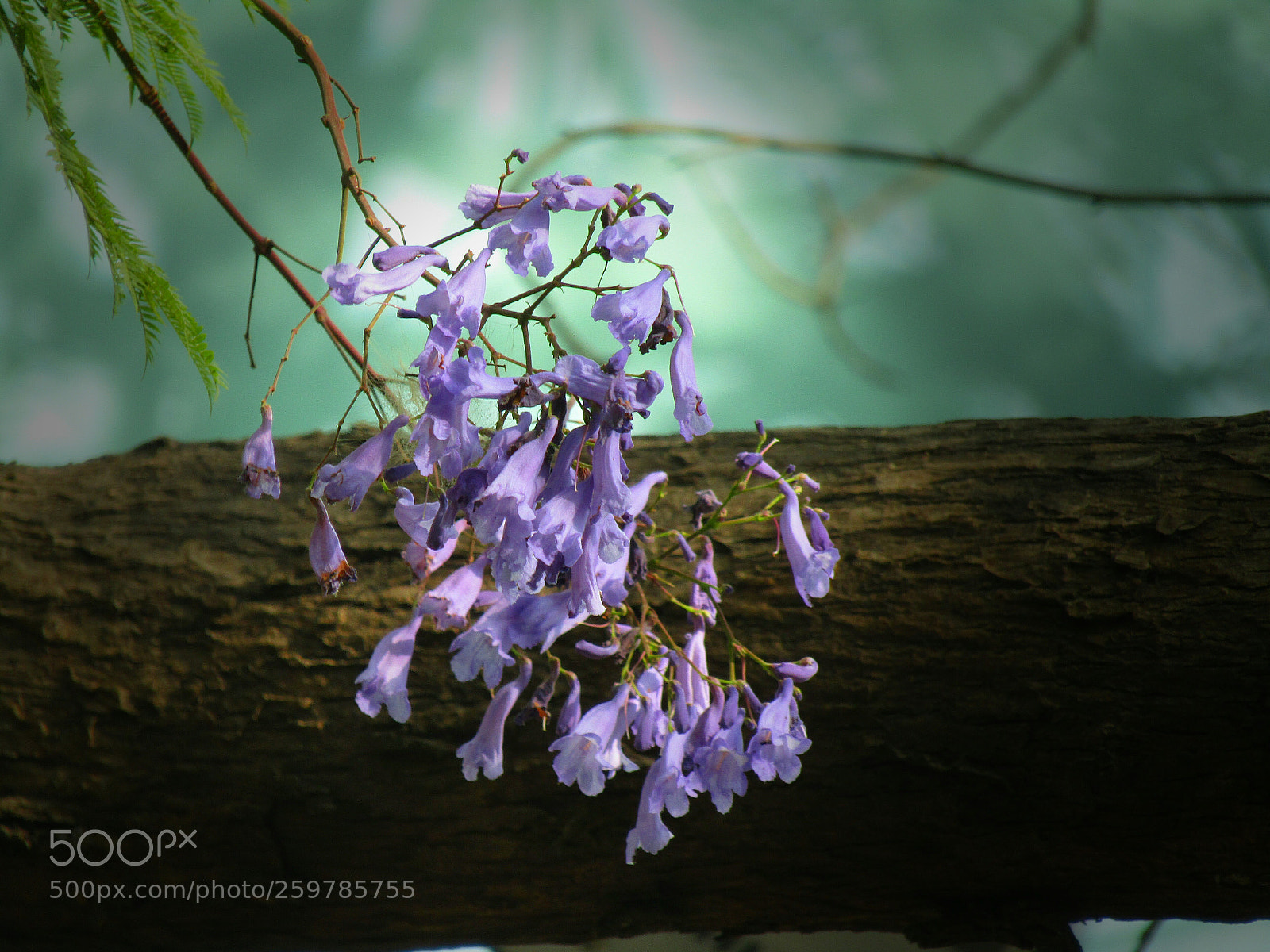 Canon PowerShot SX410 IS sample photo. Jacaranda photography