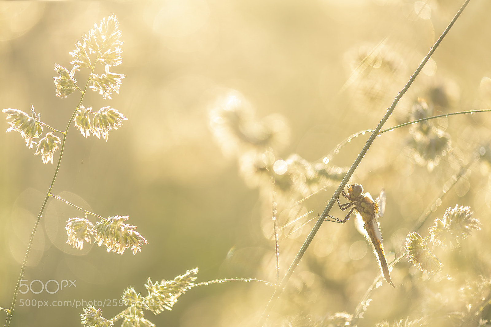 Nikon D750 sample photo. Four-spotted chaser photography