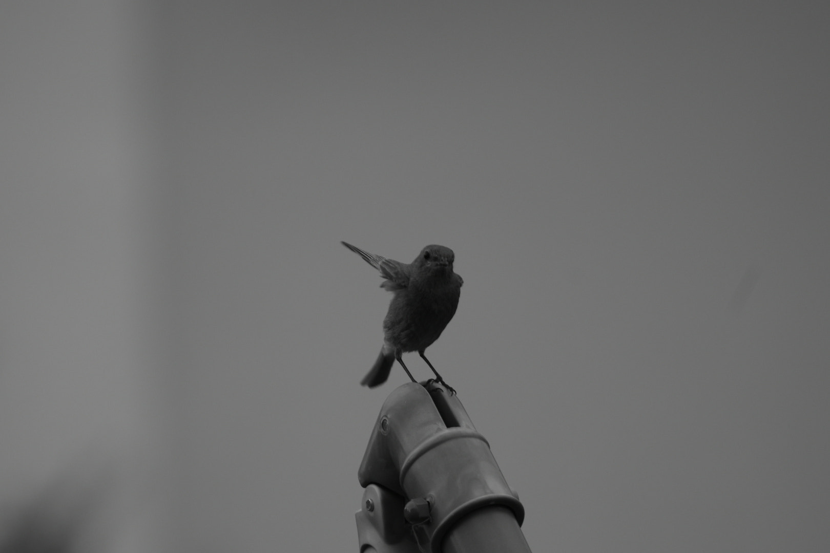 Nikon D5600 sample photo