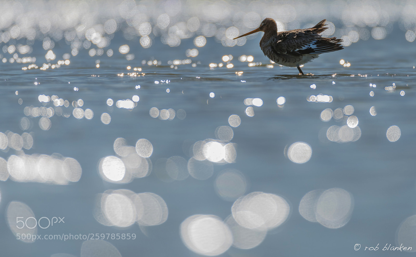 Nikon D850 sample photo. Black-tailed godwit photography