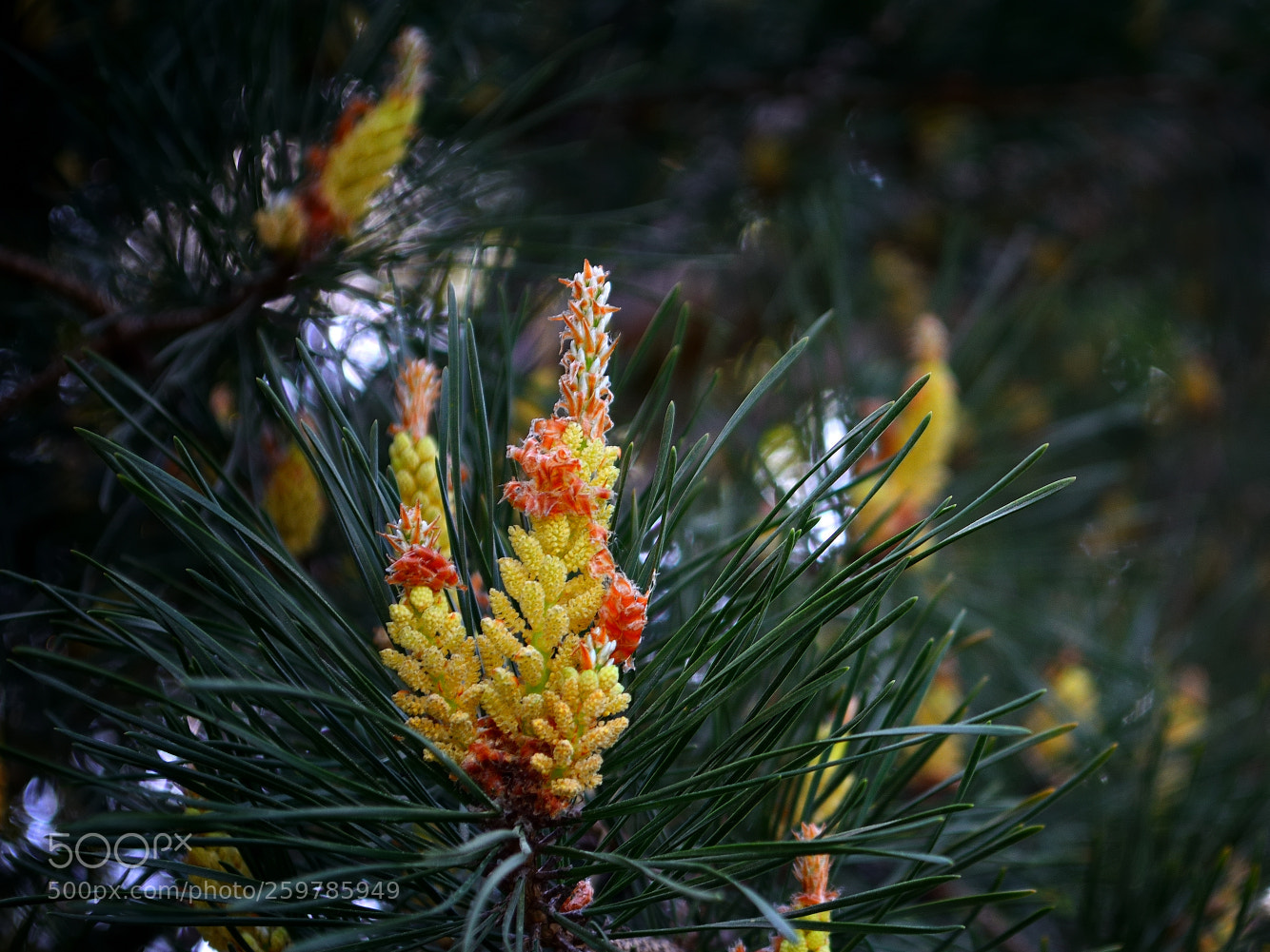 Nikon D5200 sample photo. Candles in the forest photography