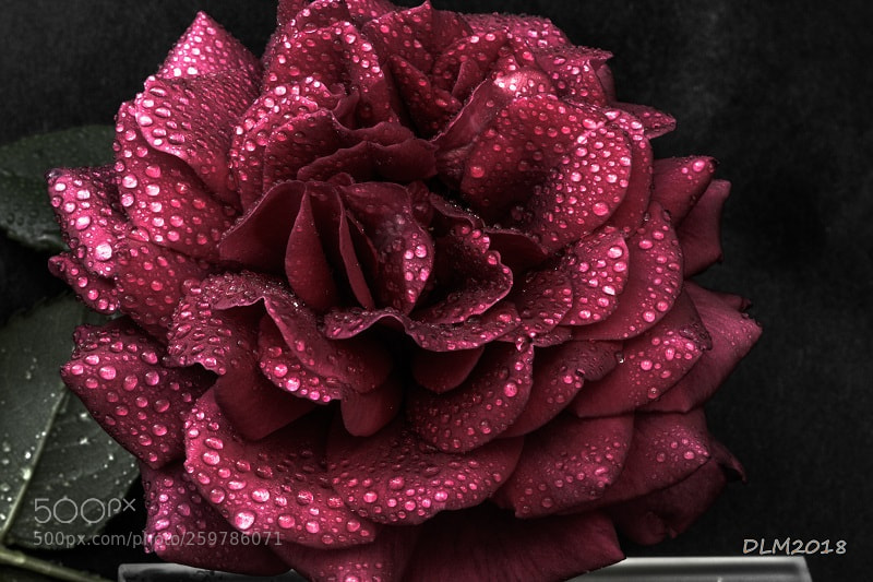 Canon EOS 700D (EOS Rebel T5i / EOS Kiss X7i) sample photo. Rose with perls photography