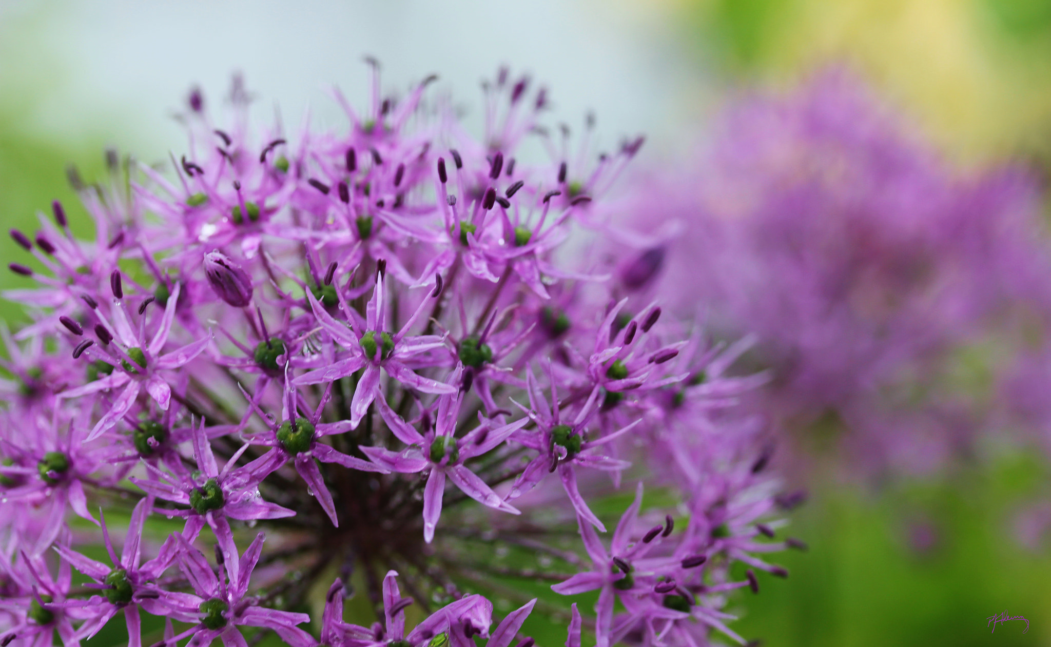 Canon EOS 550D (EOS Rebel T2i / EOS Kiss X4) sample photo. Allium photography