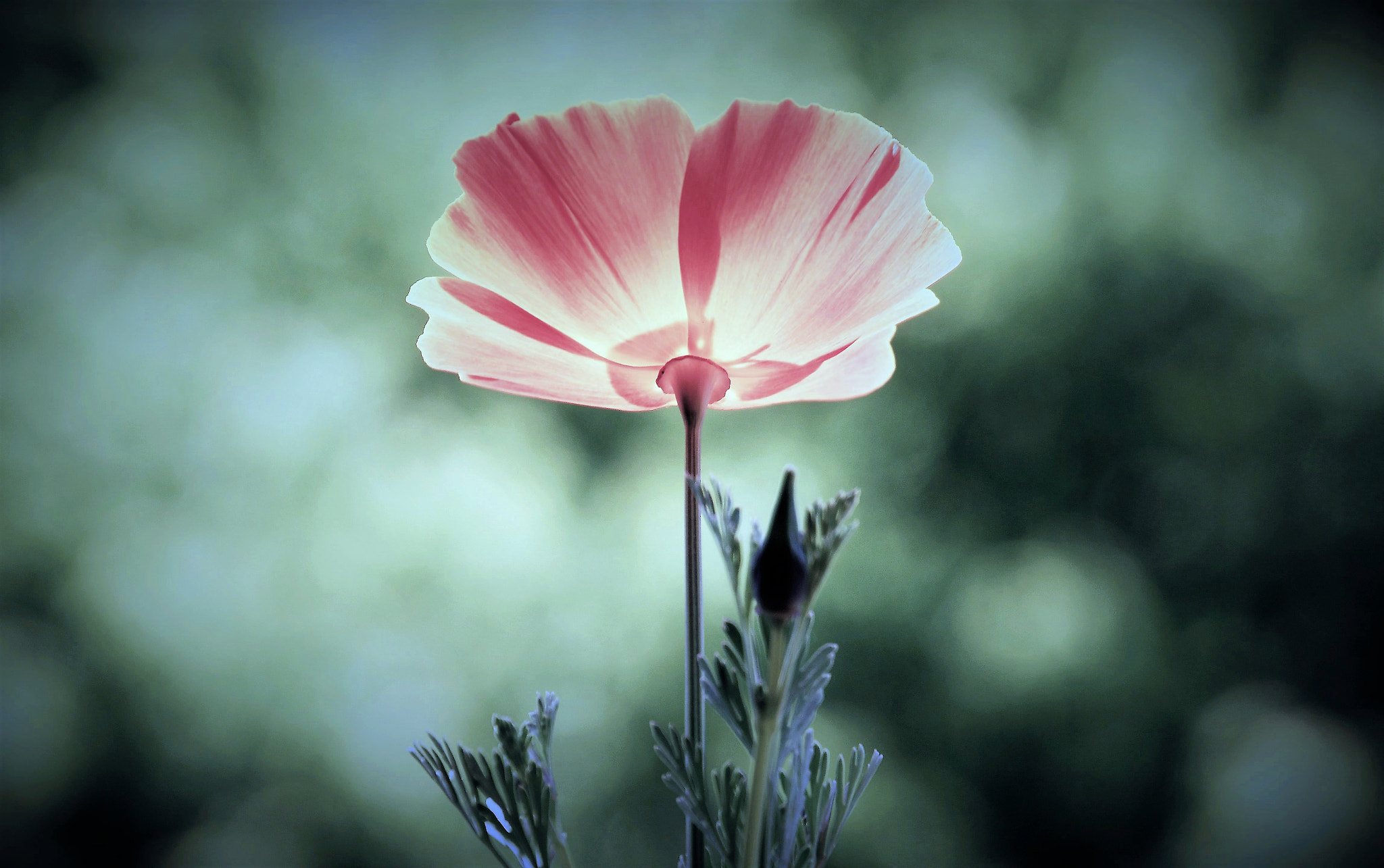 Nikon D500 sample photo. Poppy..what else! photography