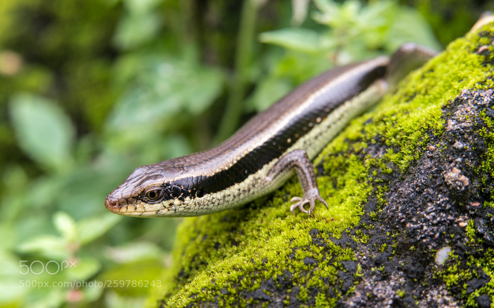 Sony a7R II sample photo. Lizard photography