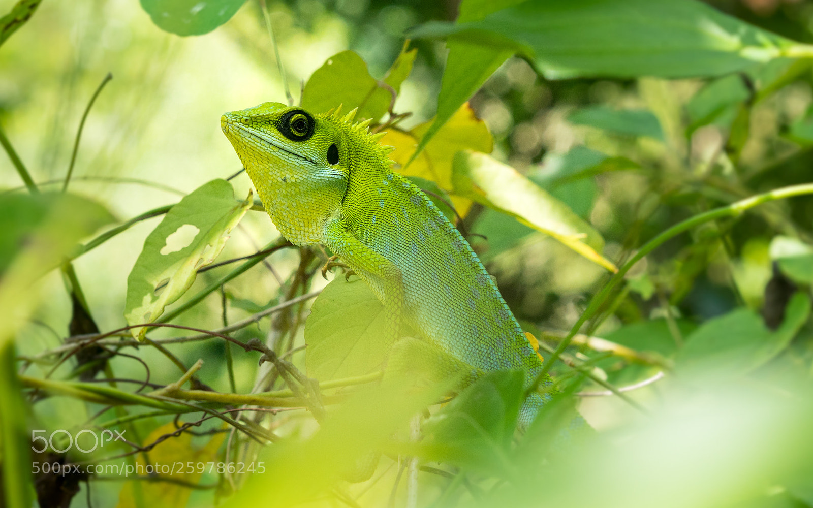 Sony a7R II sample photo. Lizard ii photography