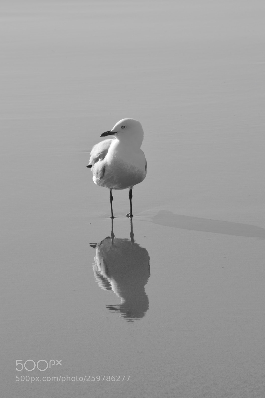 Nikon D3200 sample photo. Seagull reflections  photography