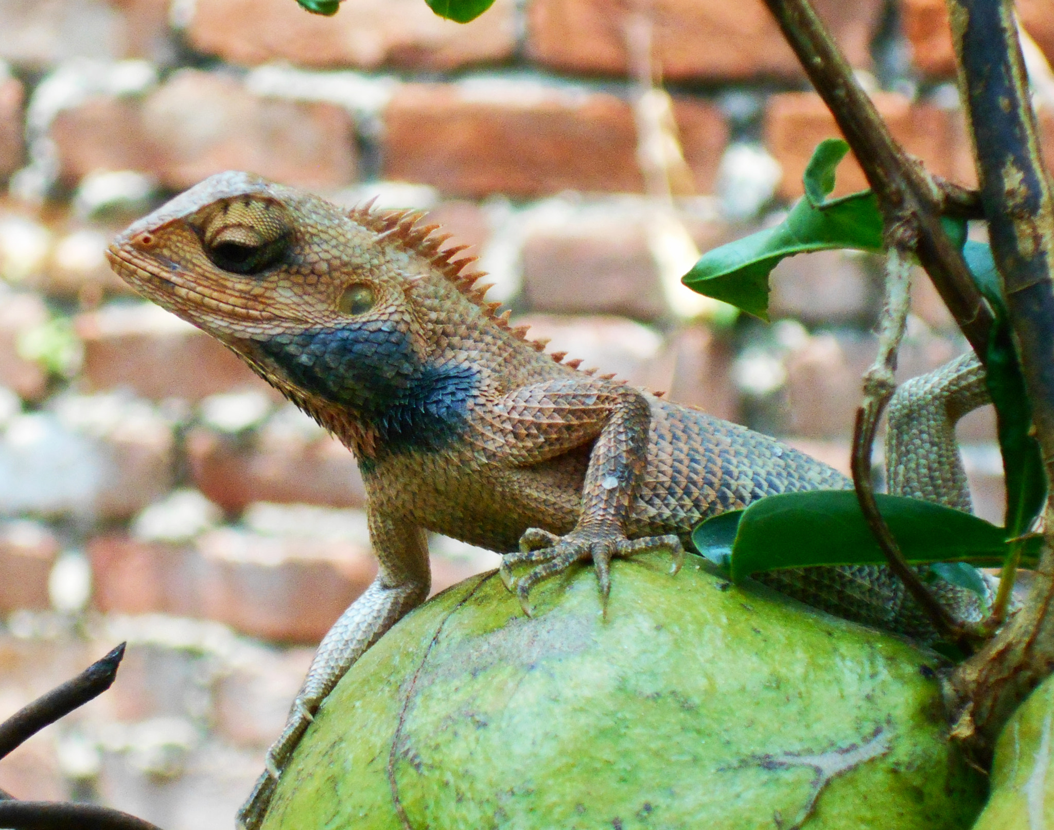 Nikon COOLPIX L30 sample photo. Lizard photography