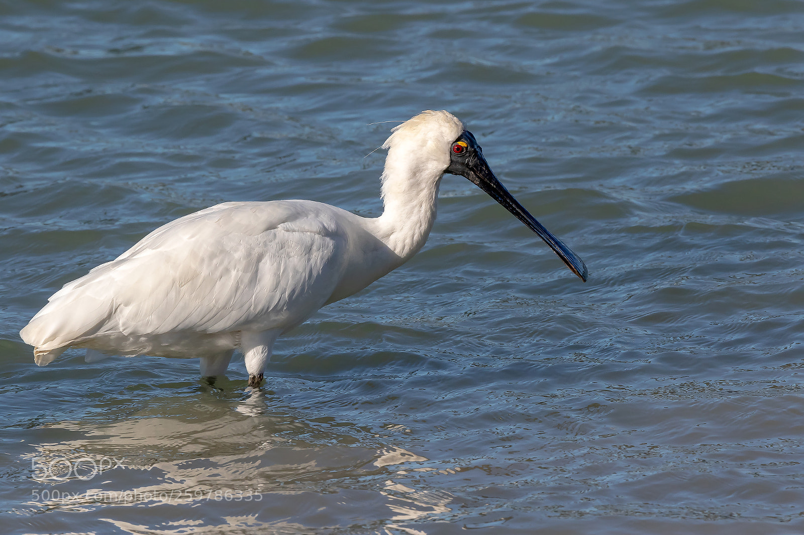 Canon EOS 7D Mark II sample photo. Spoonbill photography