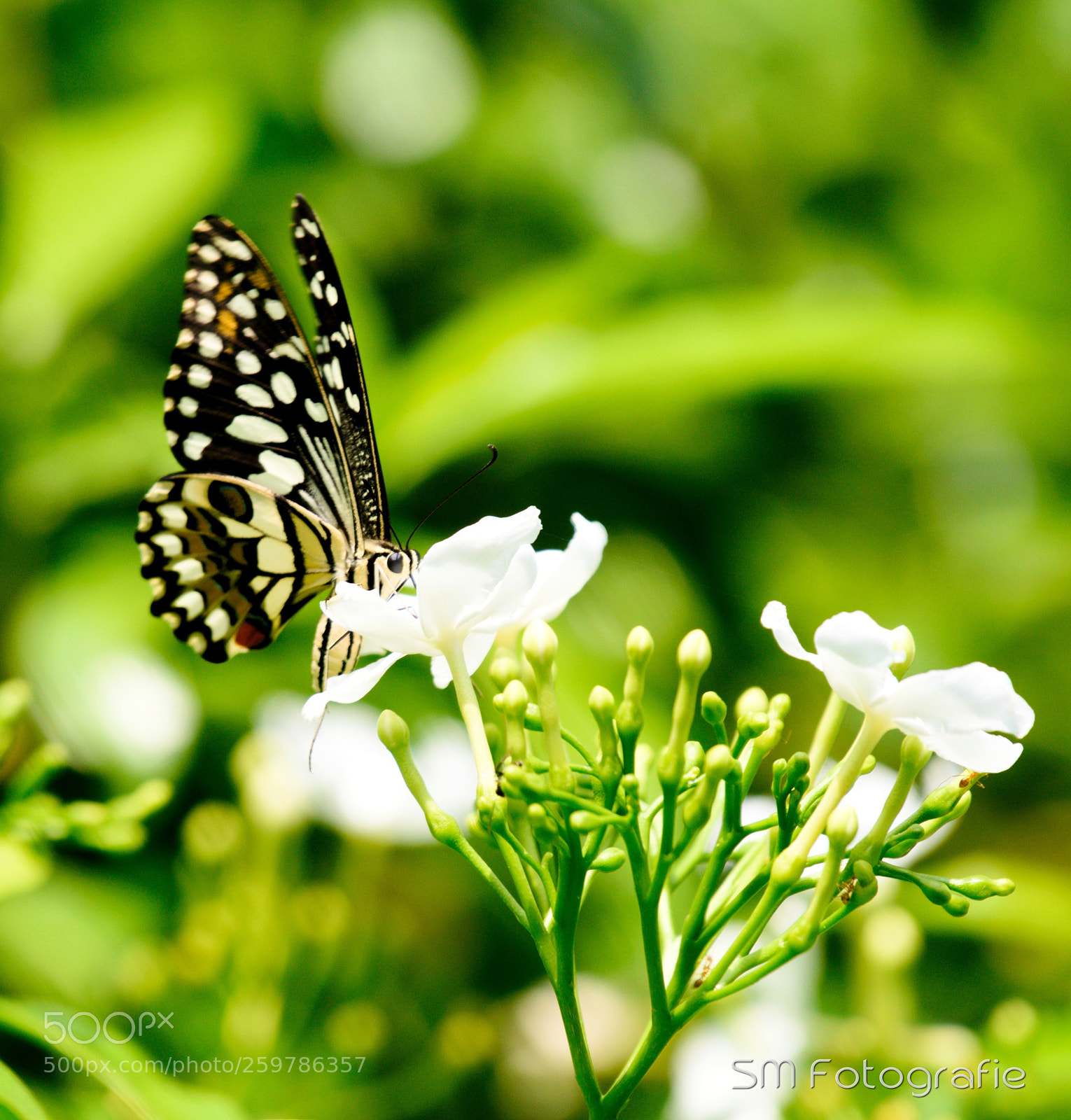 Nikon D750 sample photo. Cute photography
