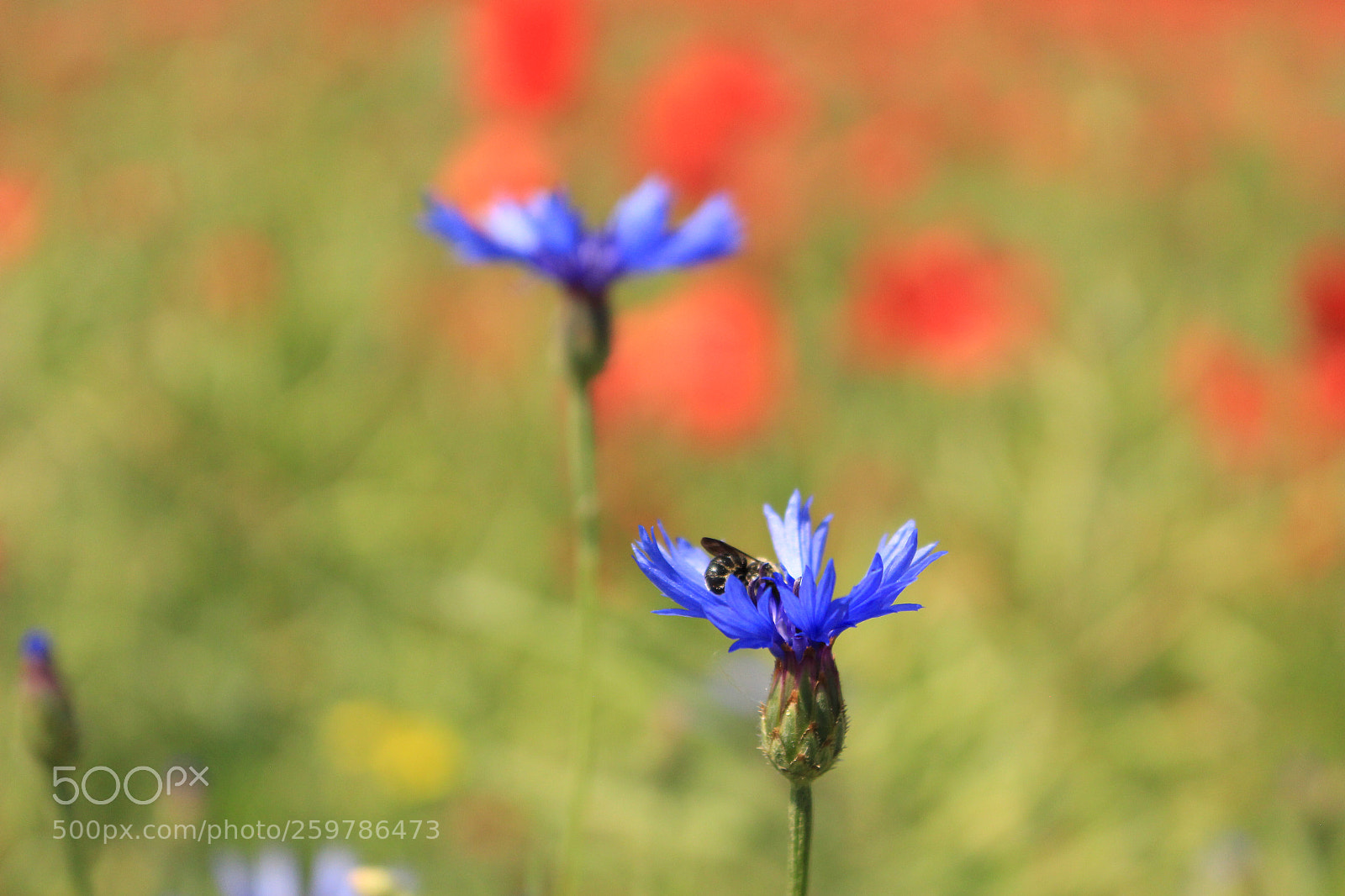 Canon EOS 100D (EOS Rebel SL1 / EOS Kiss X7) sample photo. Little bee photography
