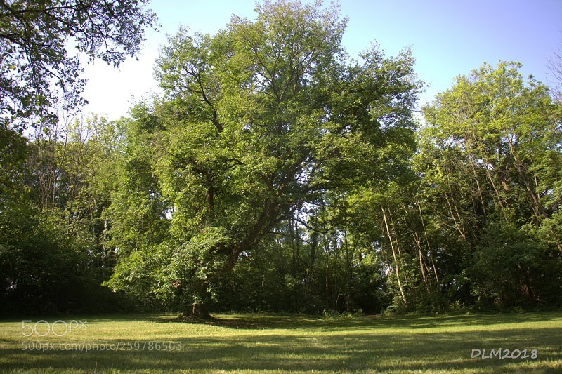 Canon EOS 700D (EOS Rebel T5i / EOS Kiss X7i) sample photo. Oak photography