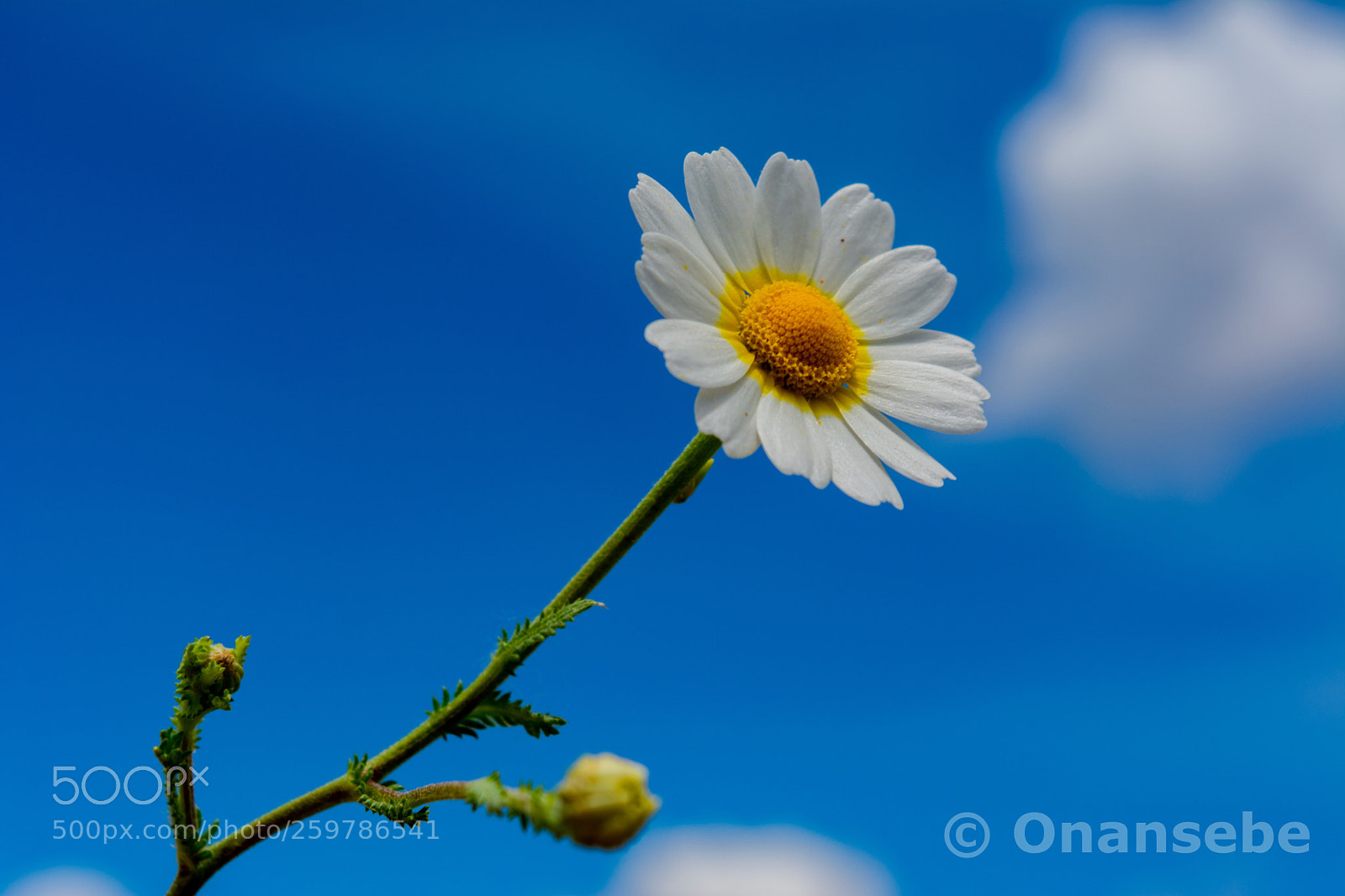 Nikon D5200 sample photo. Me quiere... no me photography