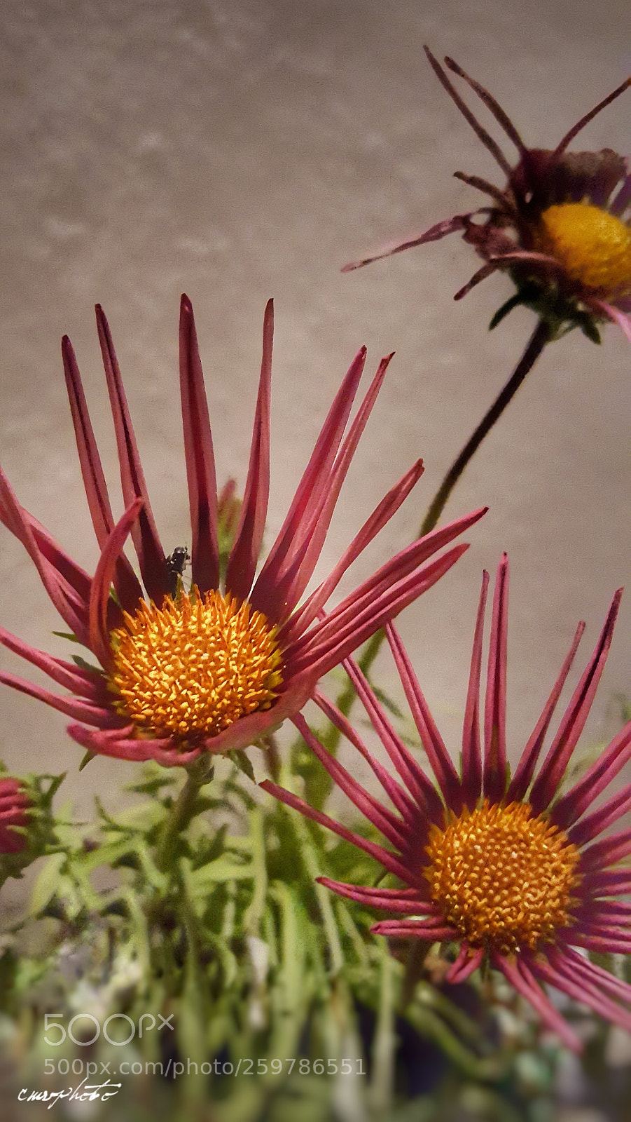 Samsung Galaxy S6 sample photo. Flowers photography
