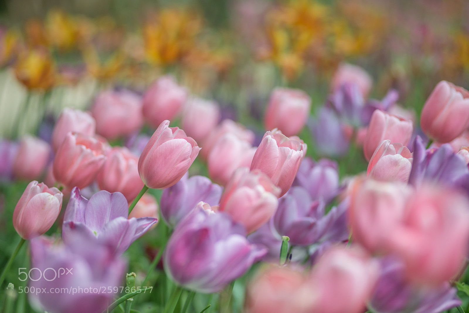 Nikon D800 sample photo. Mr tulipano photography