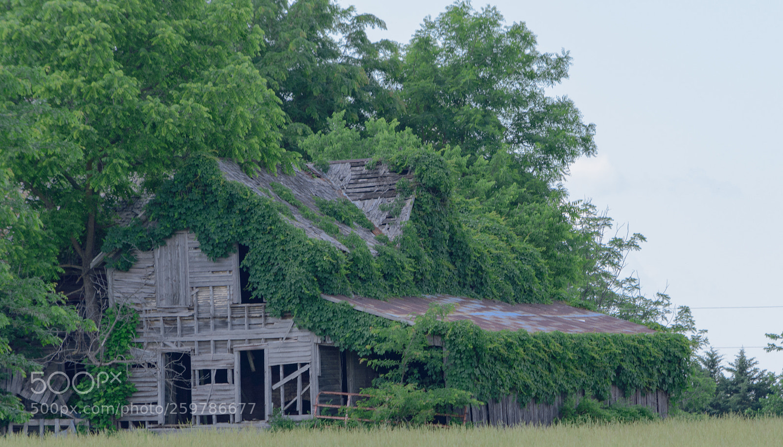 Nikon D3400 sample photo. Nature reclaimed photography