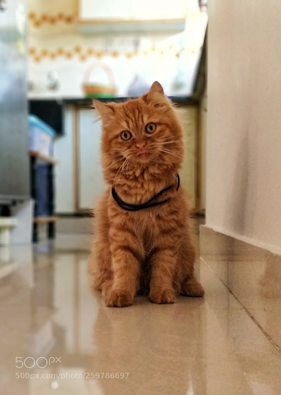OnePlus 5 sample photo. The cute fellow photography