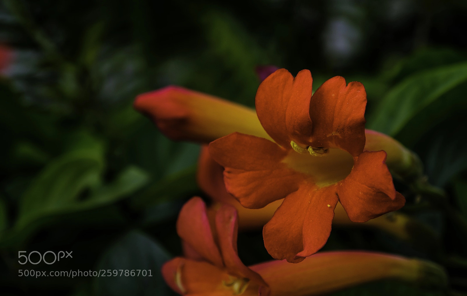 Fujifilm X-T2 sample photo. Red flower photography