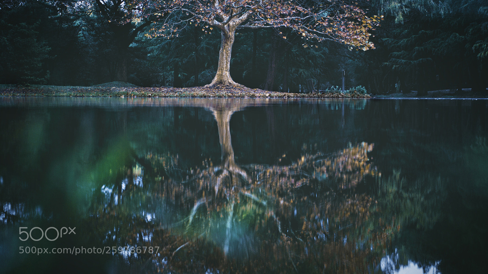 Canon EOS 600D (Rebel EOS T3i / EOS Kiss X5) sample photo. Woods photography