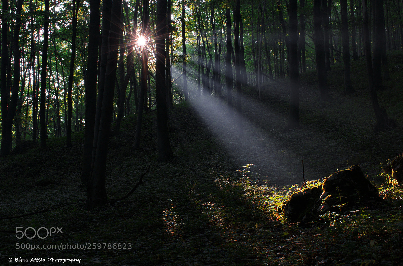 Nikon D3300 sample photo. Deep forest photography