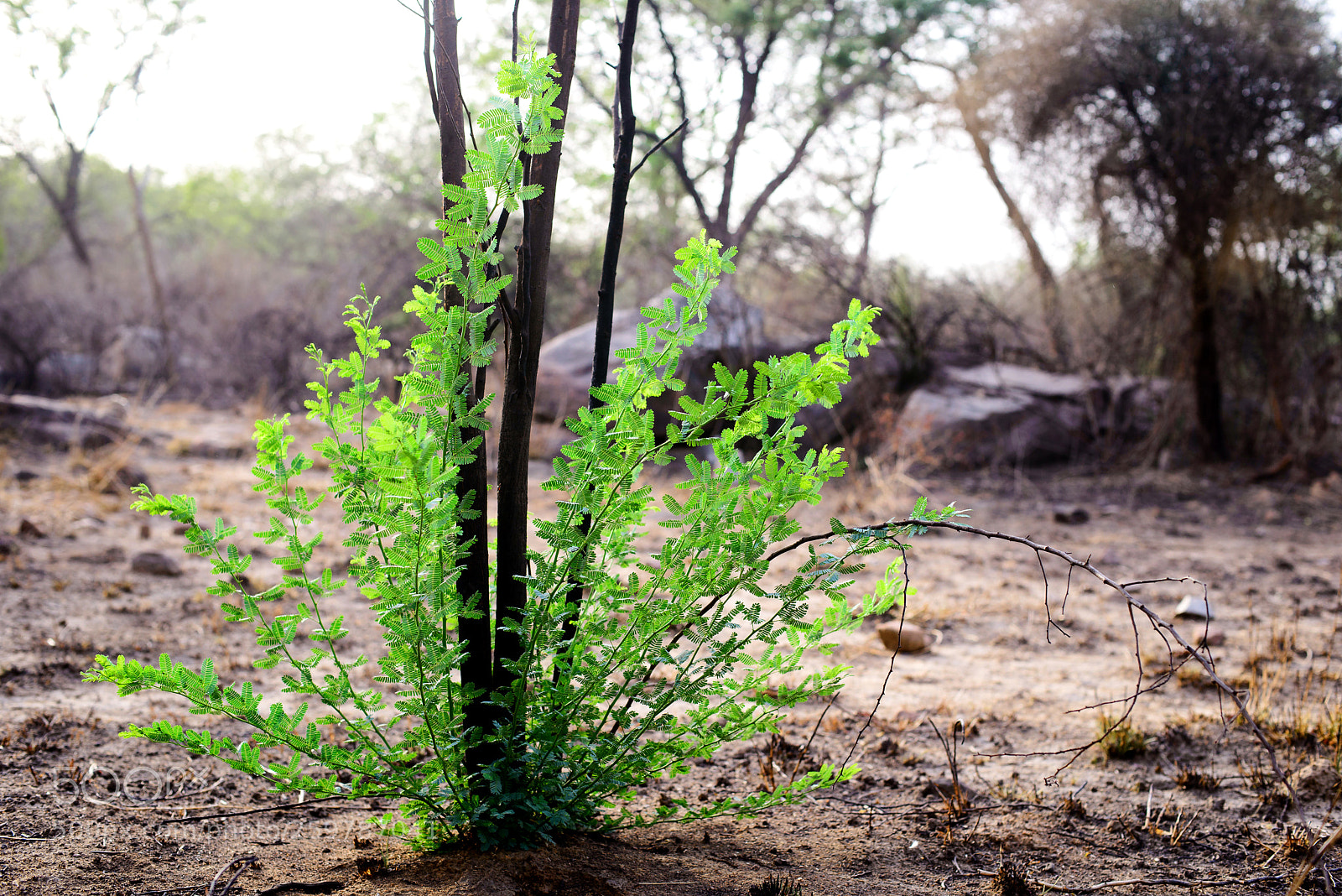 Nikon D610 sample photo. Life from the ashes photography