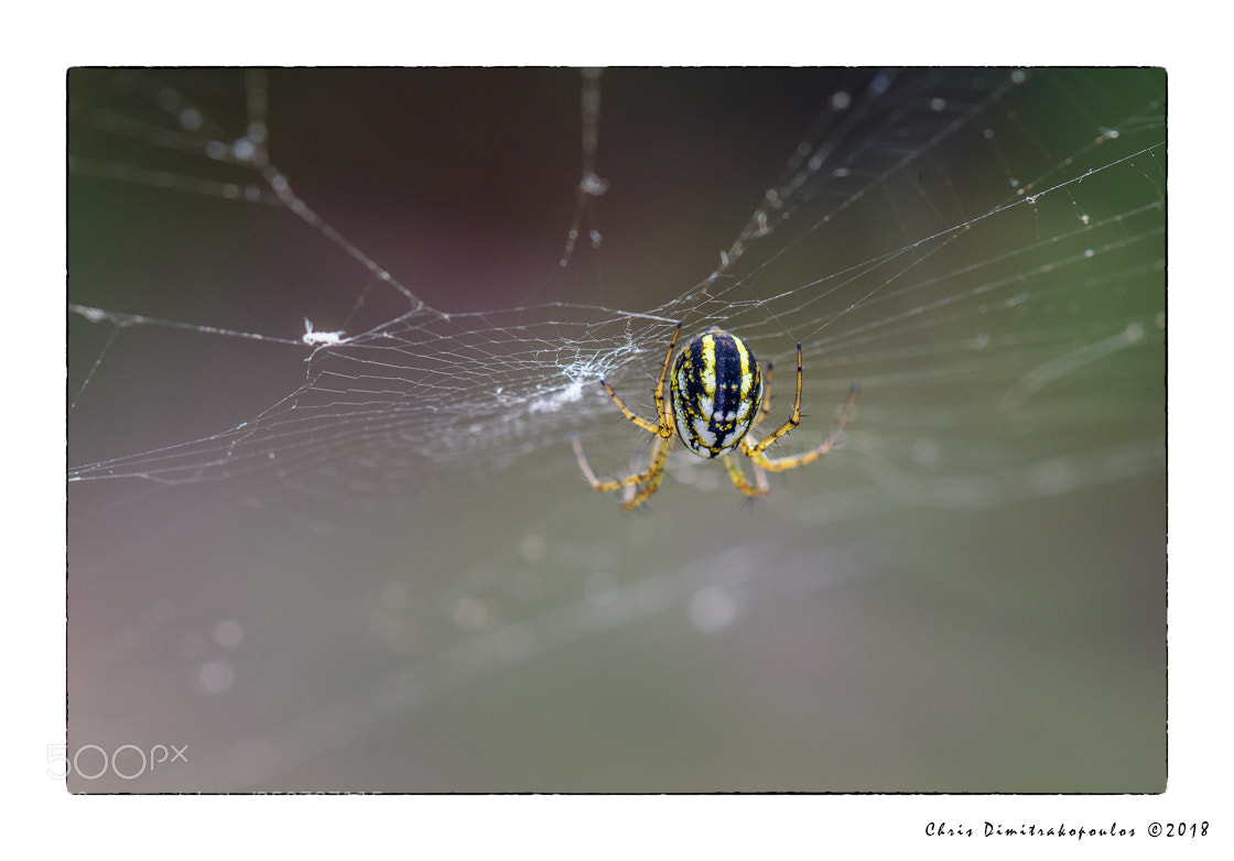 Nikon D7000 sample photo. Patiently waiting... photography