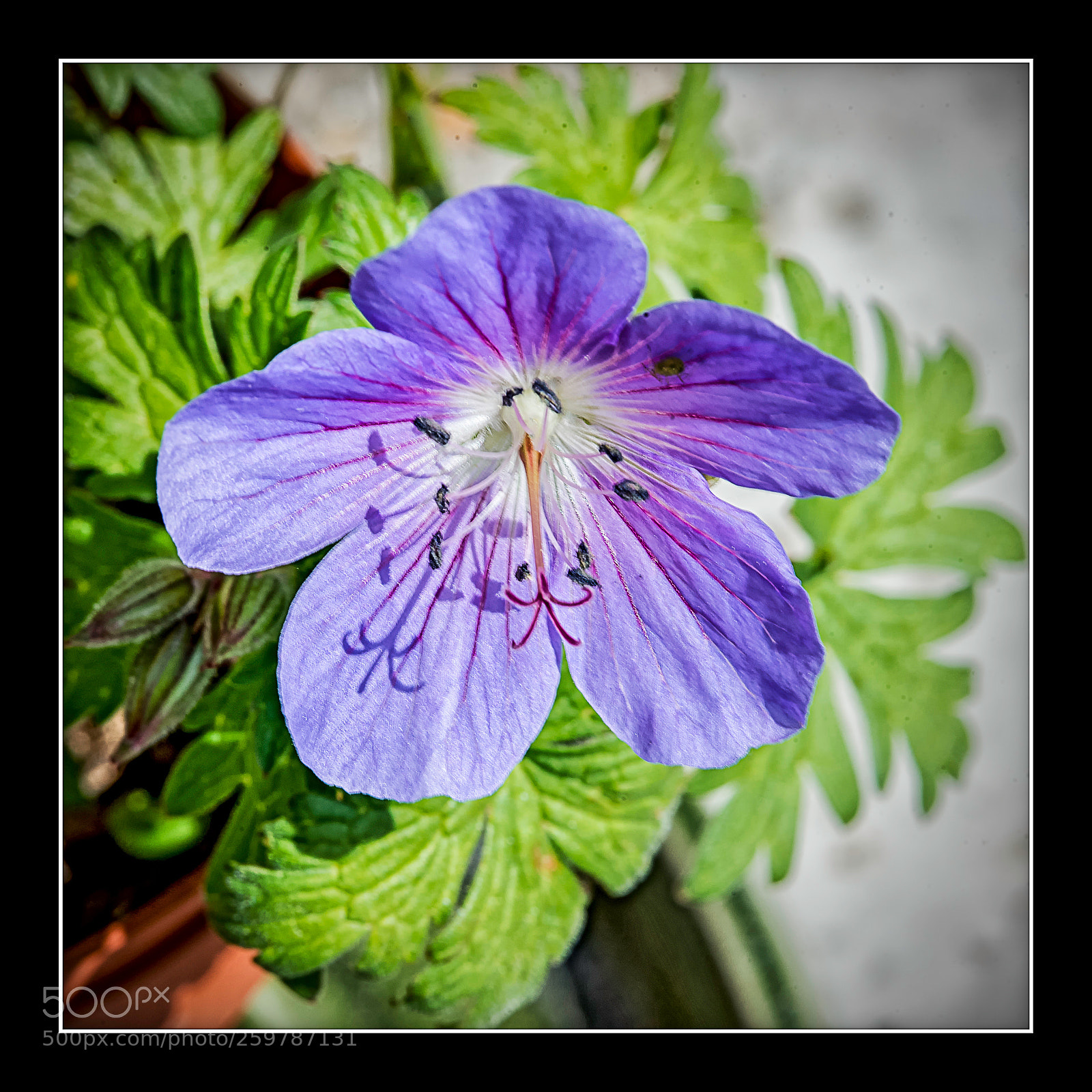 Nikon D610 sample photo. Géranium. photography