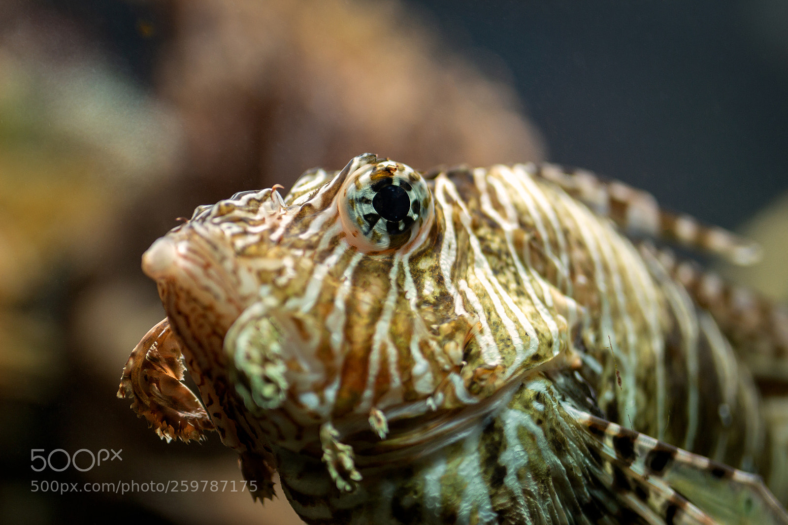 Canon EOS 700D (EOS Rebel T5i / EOS Kiss X7i) sample photo. Underwater ii photography