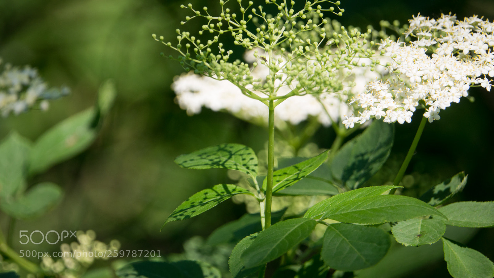 Sony Cyber-shot DSC-RX10 III sample photo. Into the green photography